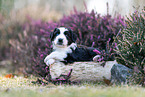 Miniature American Shepherd Welpe liegt auf Baumstamm