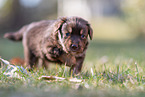 Miniature American Shepherd Welpe