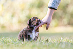 sitzender Miniature American Shepherd Welpe