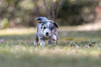 rennender Miniature American Shepherd Welpe