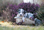 Miniature American Shepherd Welpe liegt auf Baumstamm