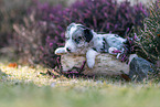 Miniature American Shepherd Welpe liegt auf Baumstamm