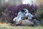 Miniature American Shepherd Welpe liegt auf Baumstamm