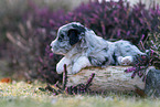 Miniature American Shepherd Welpe liegt auf Baumstamm
