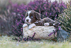 Miniature American Shepherd Welpe liegt auf Baumstamm