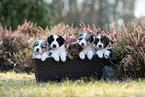 Miniature American Shepherd Wurf