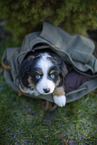 7 Wochen alter Miniature American Shepherd