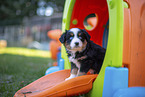 7 Wochen alter Miniature American Shepherd