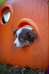 7 Wochen alter Miniature American Shepherd