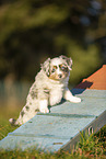 7 Wochen alter Miniature American Shepherd