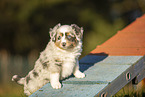 7 Wochen alter Miniature American Shepherd