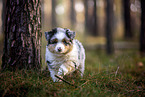 8 Wochen alter Miniature American Shepherd