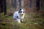 8 Wochen alter Miniature American Shepherd