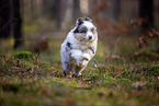 8 Wochen alter Miniature American Shepherd