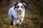 8 Wochen alter Miniature American Shepherd