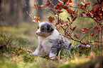 8 Wochen alter Miniature American Shepherd