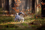 8 Wochen alter Miniature American Shepherd