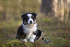 8 Wochen alter Miniature American Shepherd