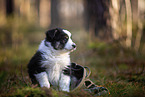 8 Wochen alter Miniature American Shepherd