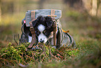 8 Wochen alter Miniature American Shepherd