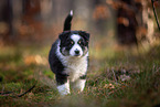 8 Wochen alter Miniature American Shepherd