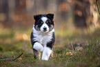 8 Wochen alter Miniature American Shepherd