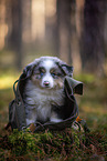 8 Wochen alter Miniature American Shepherd
