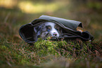8 Wochen alter Miniature American Shepherd