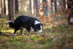 Miniature American Shepherd