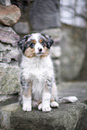 3 Monate alter Miniature American Shepherd