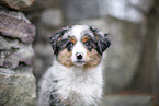 3 Monate alter Miniature American Shepherd