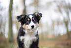 3 Monate alter Miniature American Shepherd