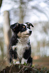 3 Monate alter Miniature American Shepherd