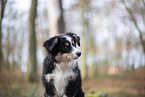 3 Monate alter Miniature American Shepherd