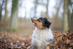 3 Monate alter Miniature American Shepherd