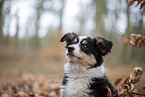 3 Monate alter Miniature American Shepherd