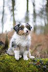 3 Monate alter Miniature American Shepherd