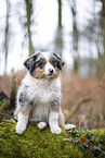 3 Monate alter Miniature American Shepherd