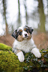 3 Monate alter Miniature American Shepherd