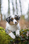 3 Monate alter Miniature American Shepherd