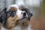 3 Monate alter Miniature American Shepherd