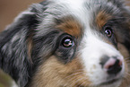 3 Monate alter Miniature American Shepherd