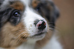 3 Monate alter Miniature American Shepherd