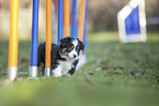 7 Wochen alter Miniature American Shepherd