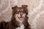 Miniature American Shepherd