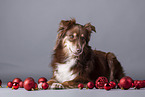 Miniature American Shepherd mit Christbaumkugeln