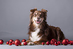 Miniature American Shepherd mit Christbaumkugeln