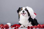 Miniature American Shepherd mit Christbaumkugeln