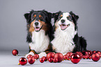 Miniature American Shepherd mit Christbaumkugeln