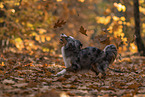 Miniature American Shepherd im Herbstlaub